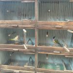 Ancienne grande cage d’élevage d’oiseaux