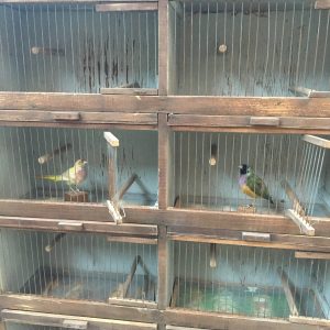 Ancienne grande cage d’élevage d’oiseaux