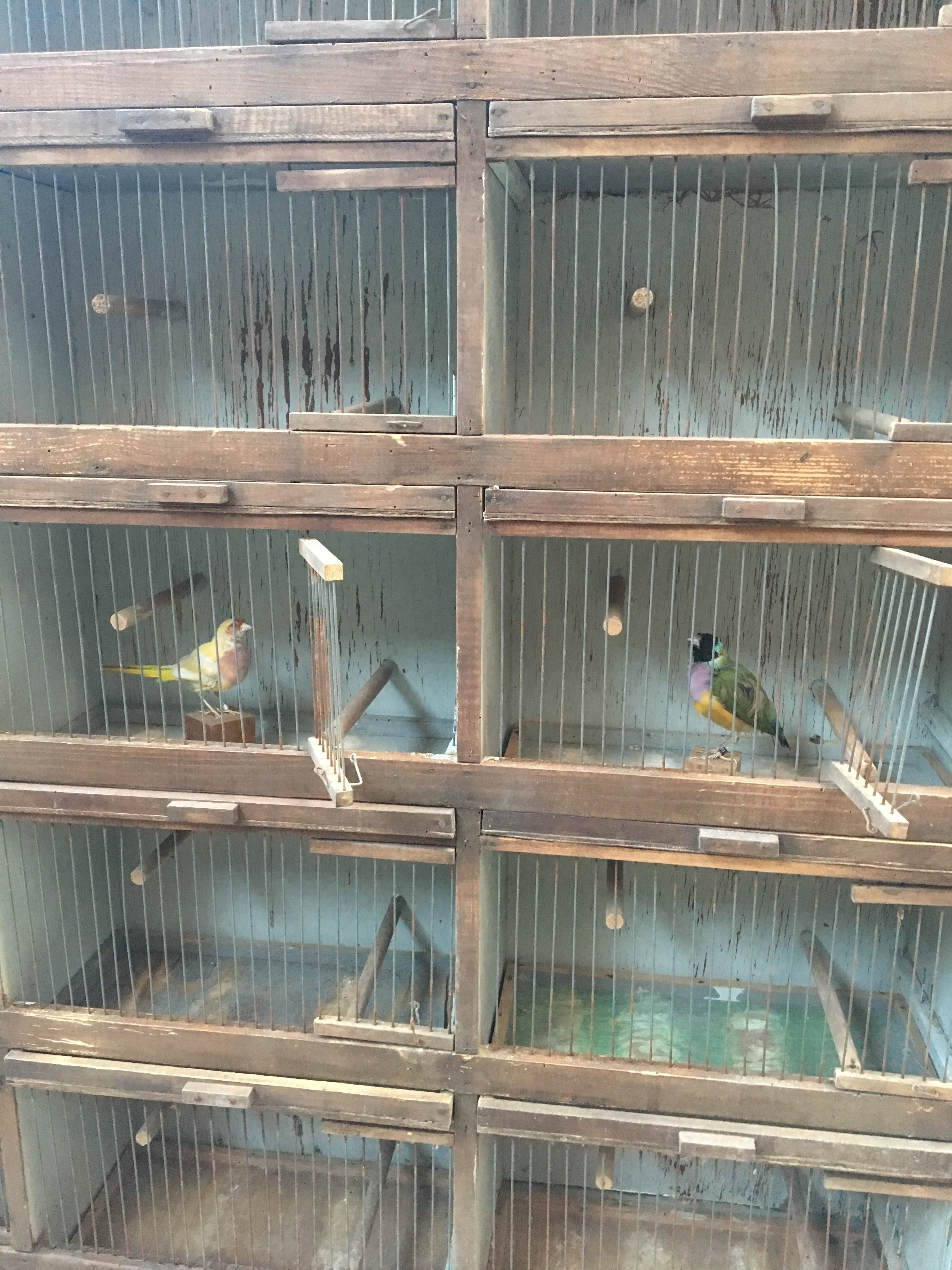 Ancienne grande cage d'élevage d'oiseaux - Nord Factory