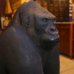 Exceptionnel Gorille en résine taille réelle réalisé par Yves Gaumetou