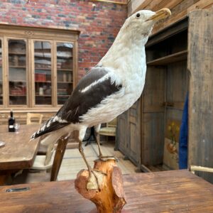 Taxidermie de Goéland Années 50